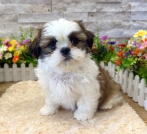 Furrylicious® Shih Tzu puppy available