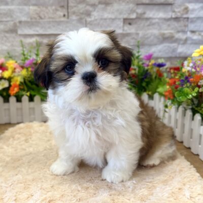 Dodger  Shih Tzu