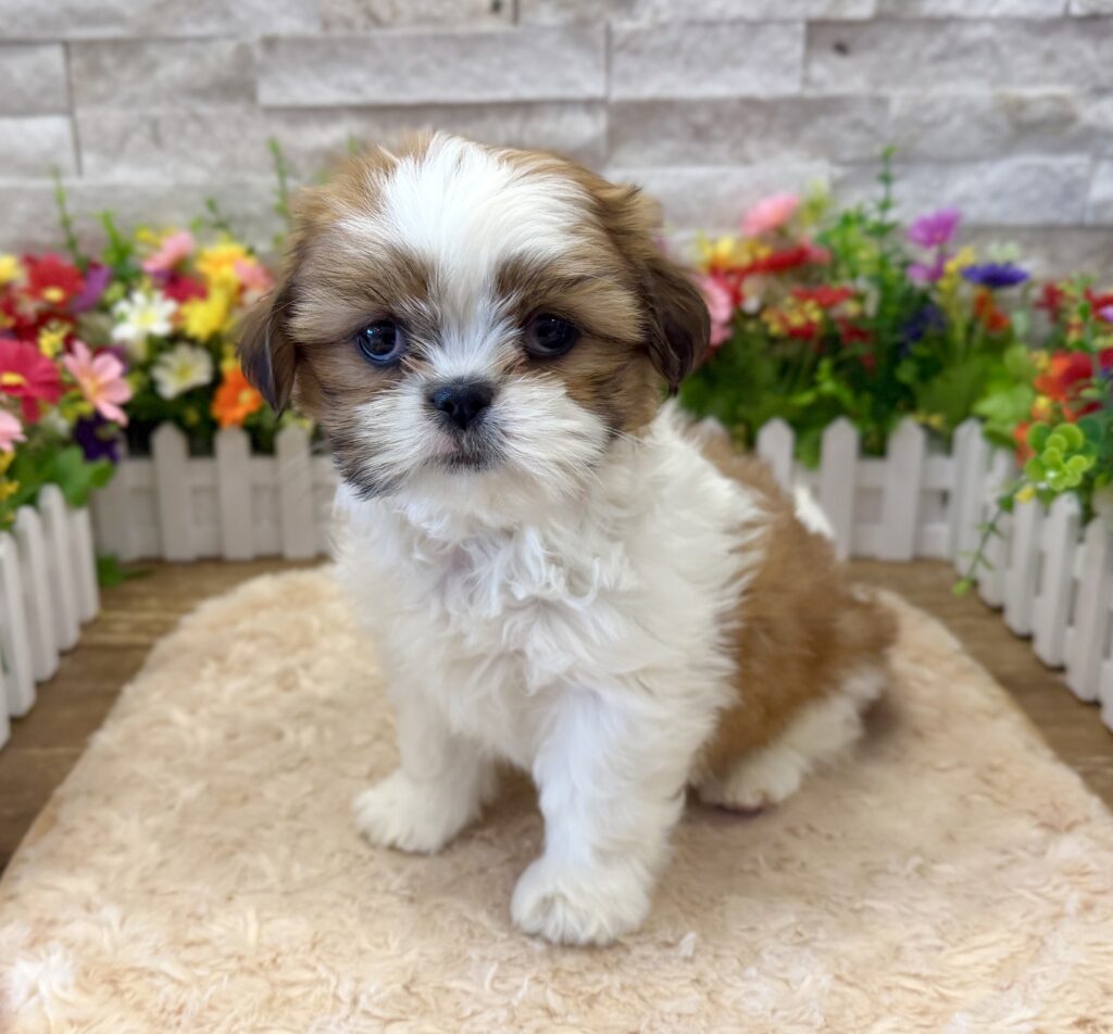 Shih Tzu - 3327 - Image 1