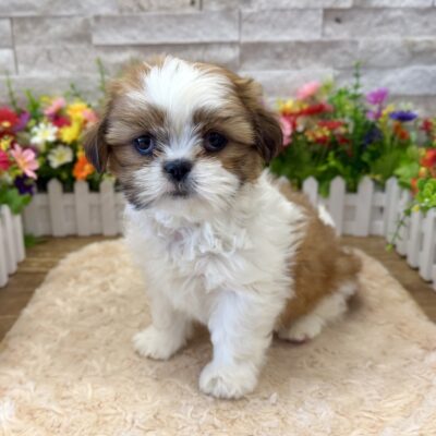Summer Shih Tzu