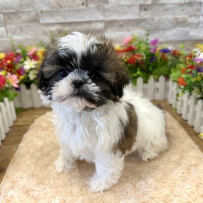 Faye Shih Tzu