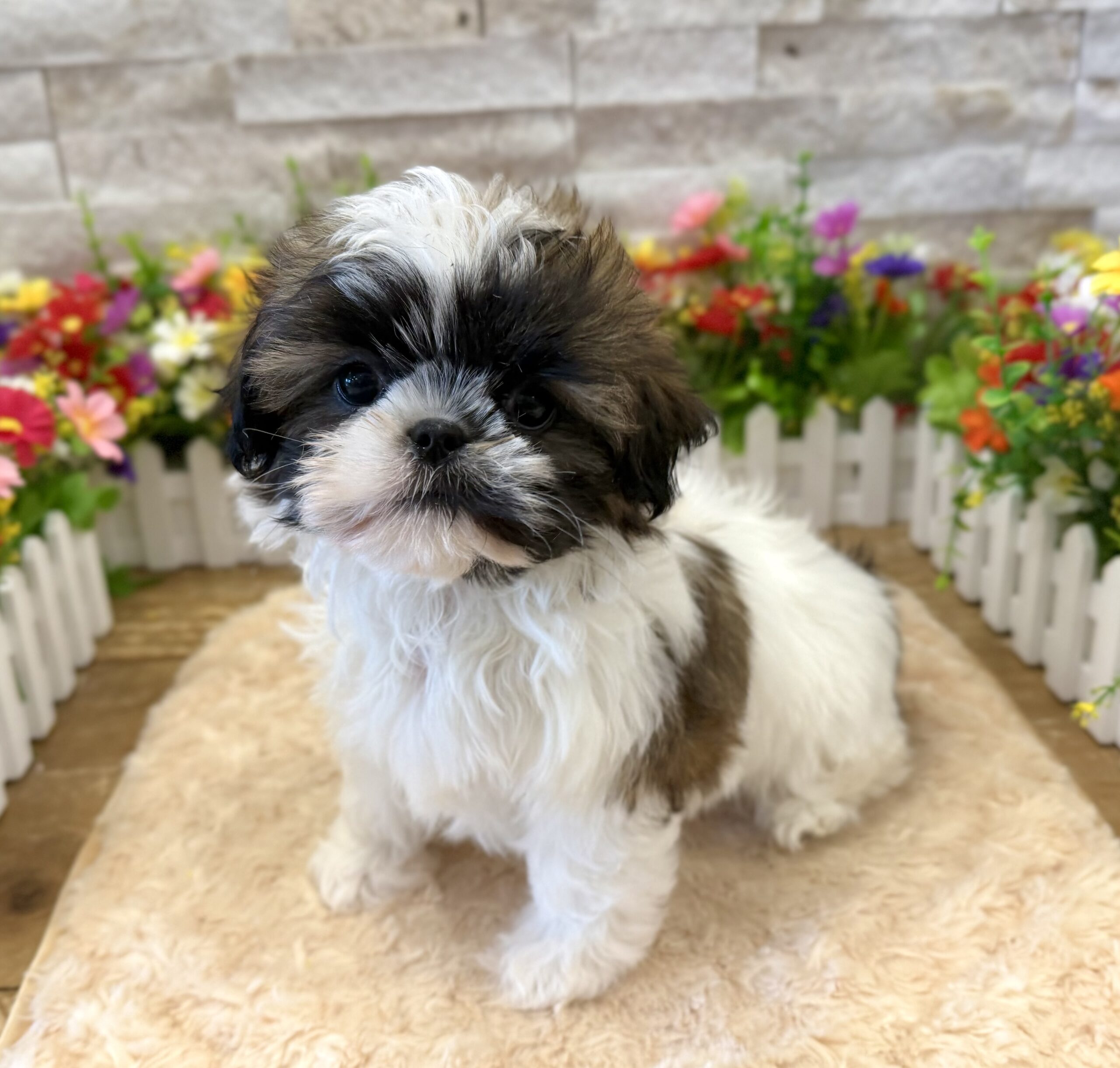 Shih Tzu in Flemington, NJ