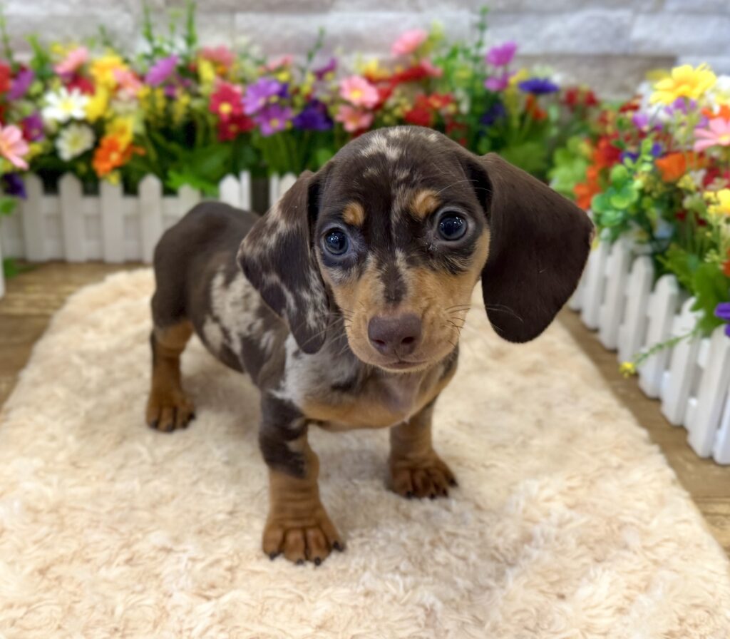 Dachshund - 5083 - Image 1