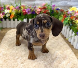 Dachshund – 5083