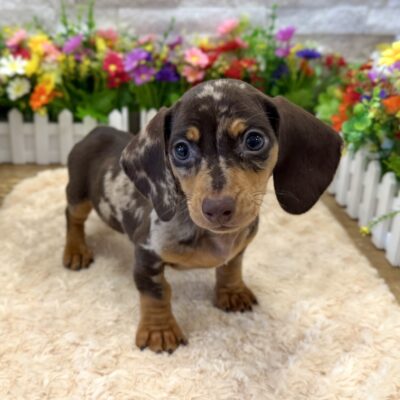 Puddles  Dachshund