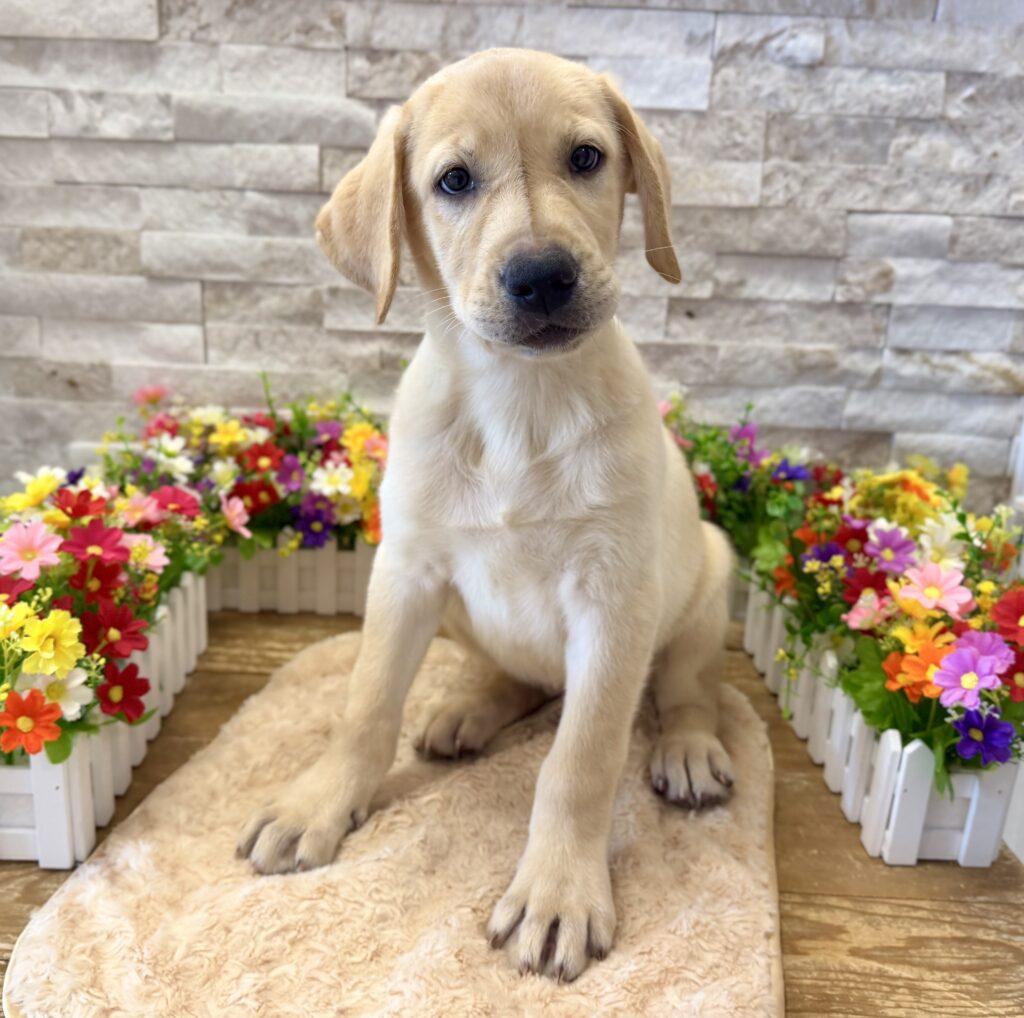 Labrador Retriever - 0716 - Image 1