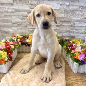 Furrylicious® Labrador Retriever puppy available