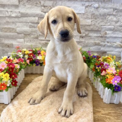 Ace Labrador Retriever