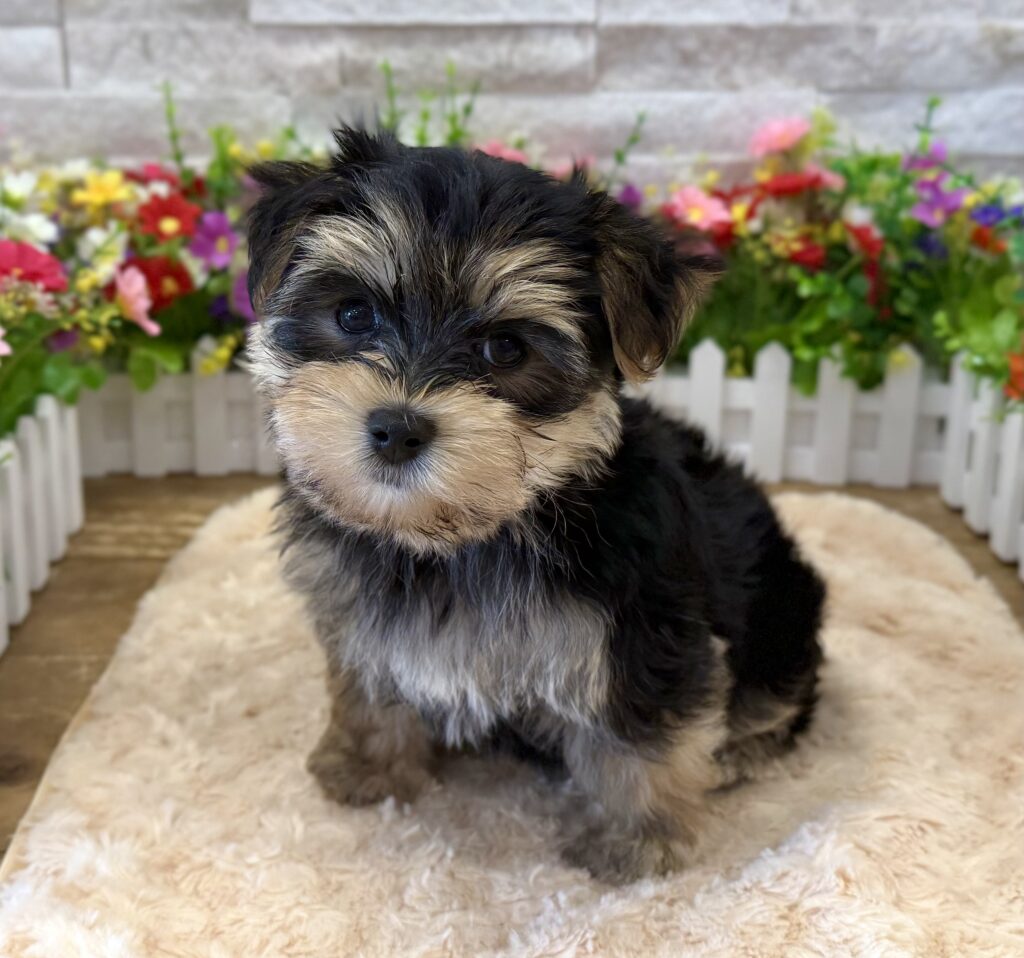 Morkie - 9548 - Image 1