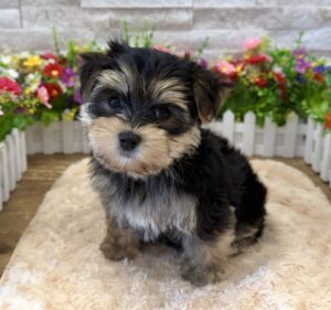 Morkie – 9548