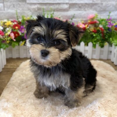Marvin Morkie