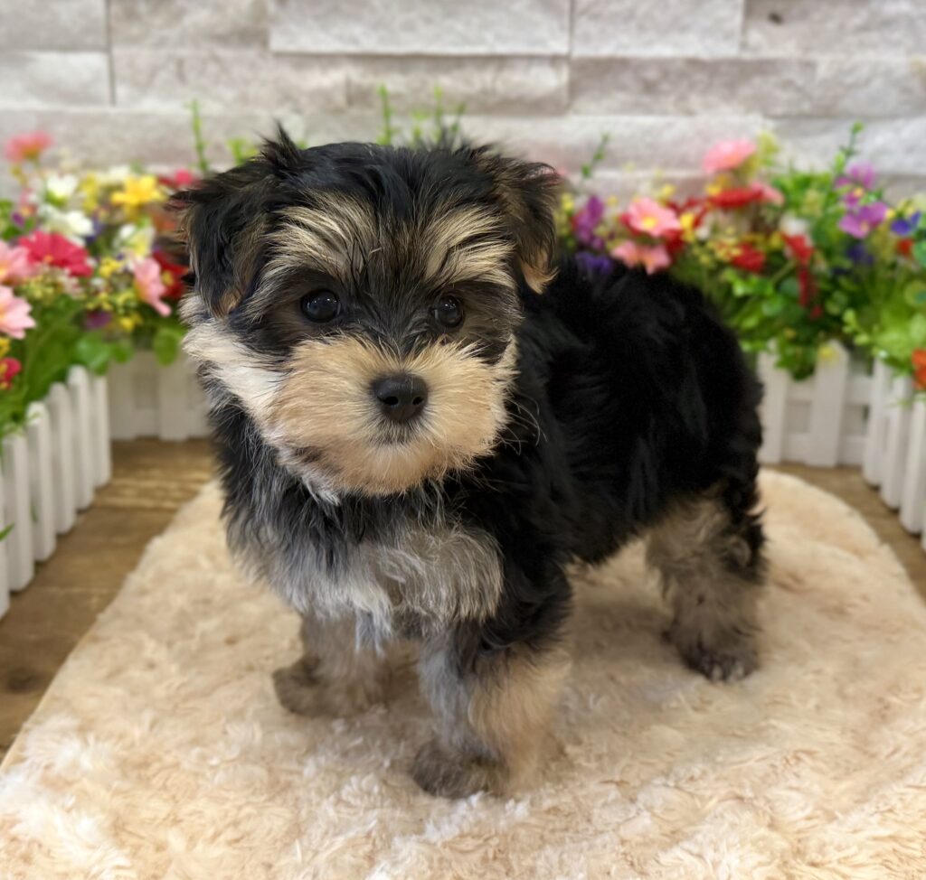 Morkie - 9548 - Image 2