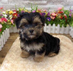Furrylicious® Morkie puppy available