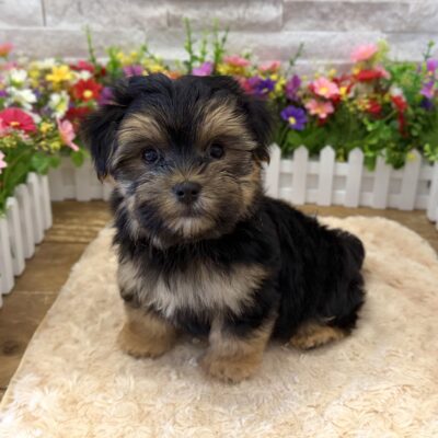 Juice Morkie