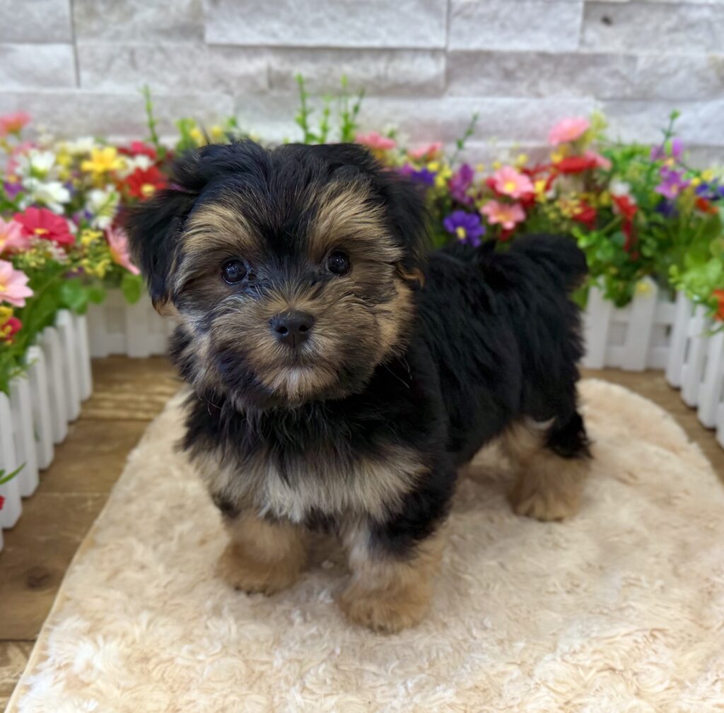 Morkie - 9549 - Image 2