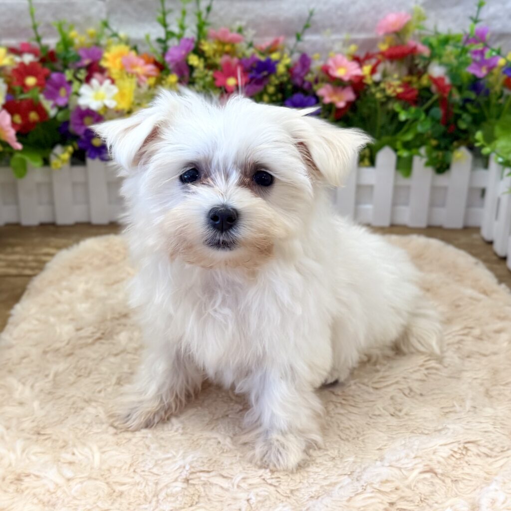 Maltese - 9009 - Image 2