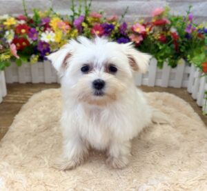 Furrylicious® Maltese puppy available
