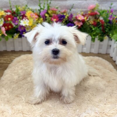 Aspen Maltese