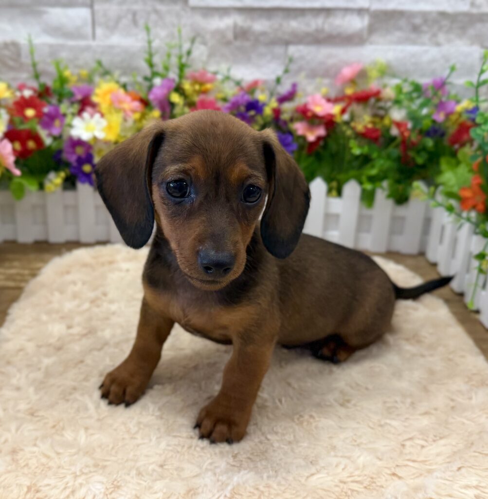 Dachshund - 9558 - Image 1