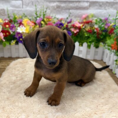 Pogo Dachshund