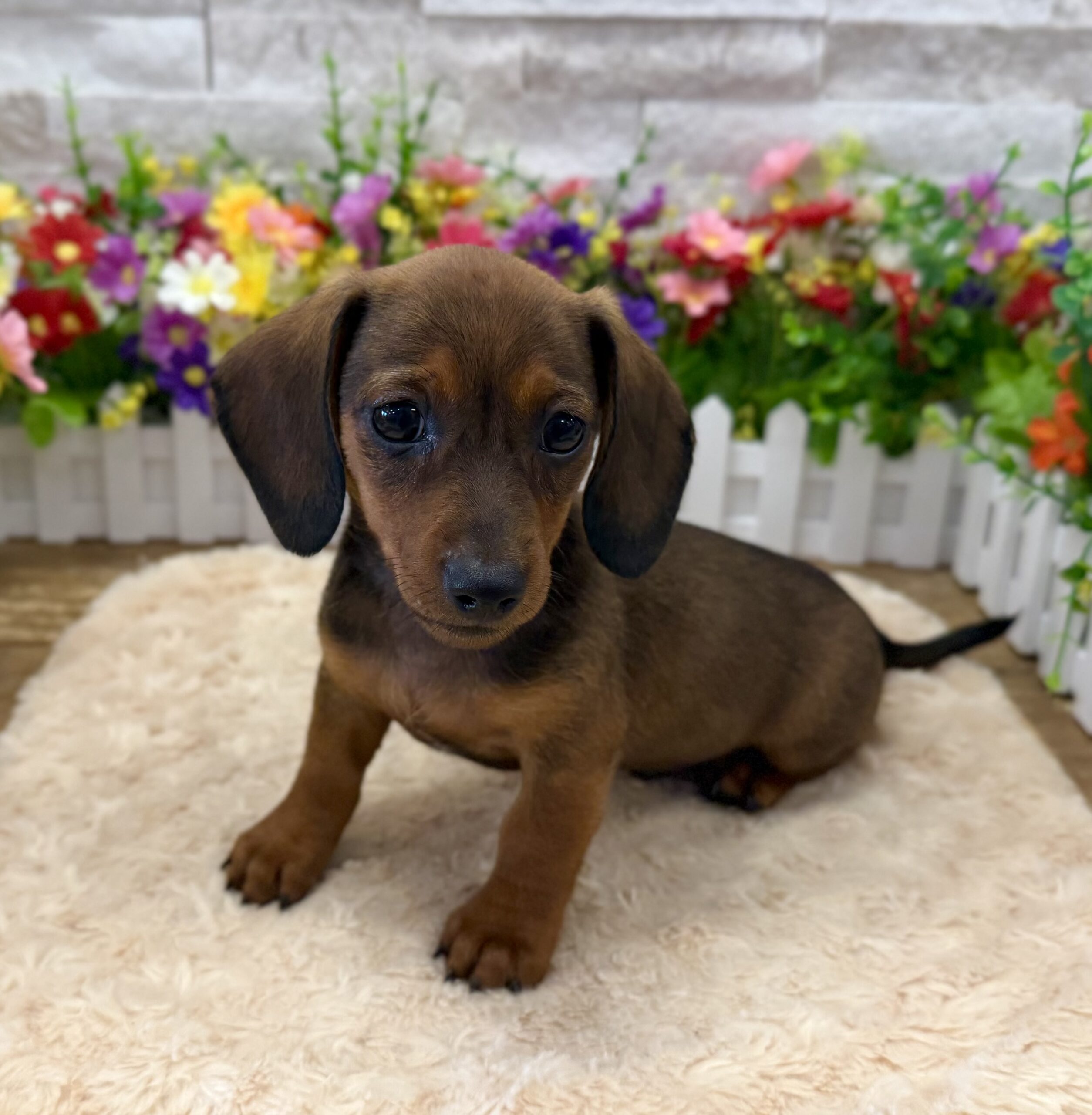 Dachshund in Manhattan, NY