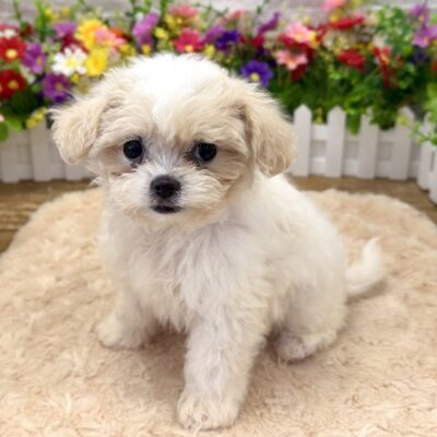Birdie Malshipoo