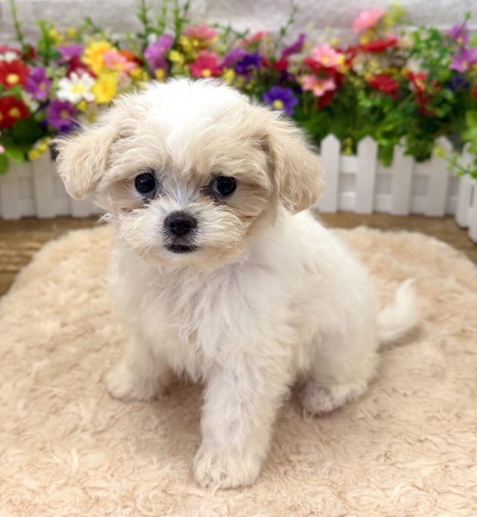 Malshipoo - 5573 - Image 1