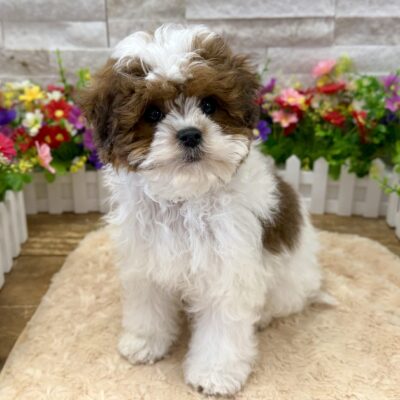 Beckett ShizaPoo
