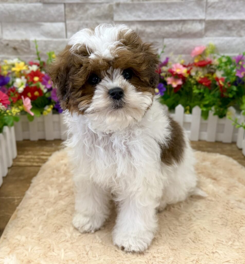ShizaPoo - 7715 - Image 1