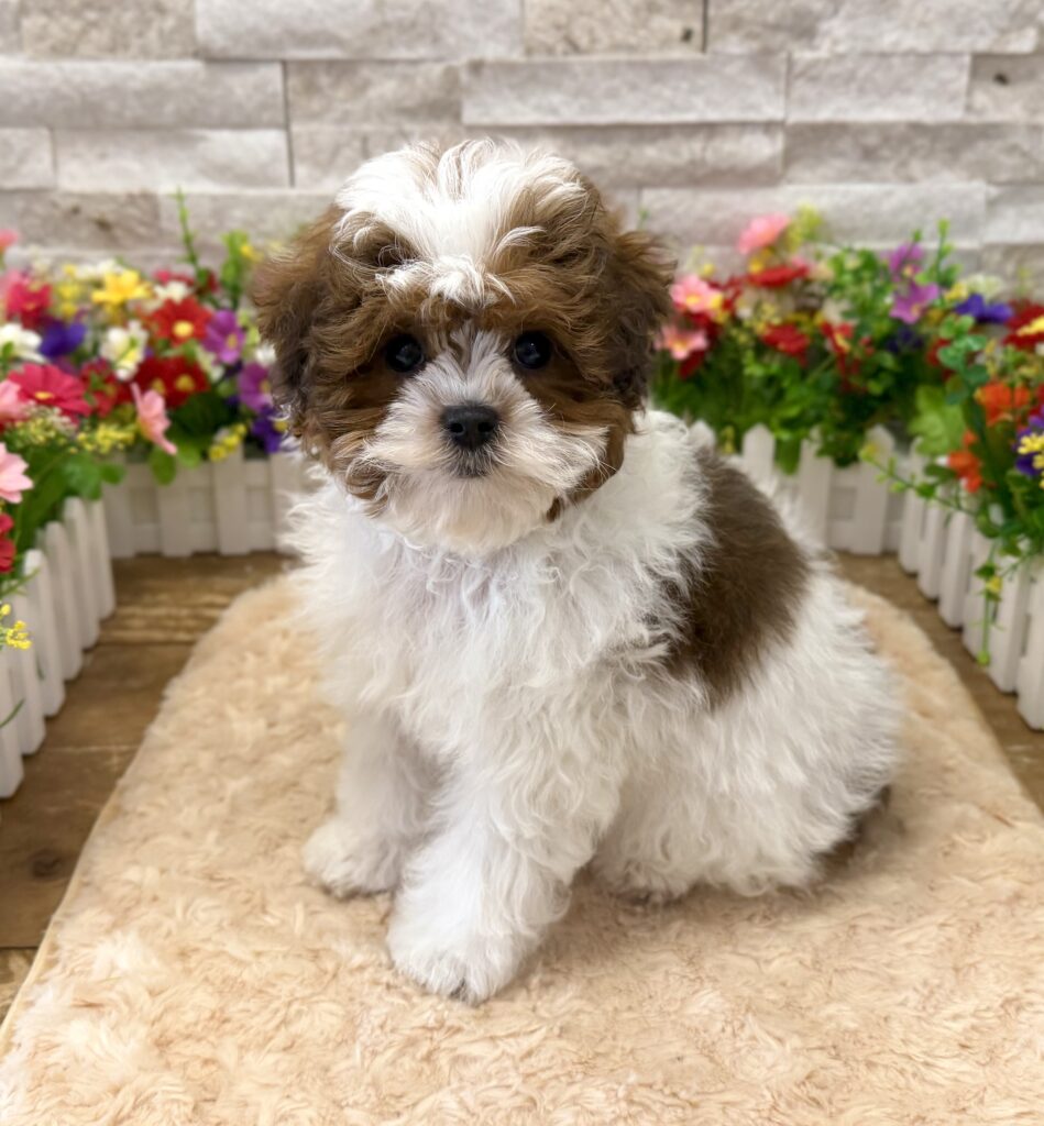 ShizaPoo - 7715 - Image 3