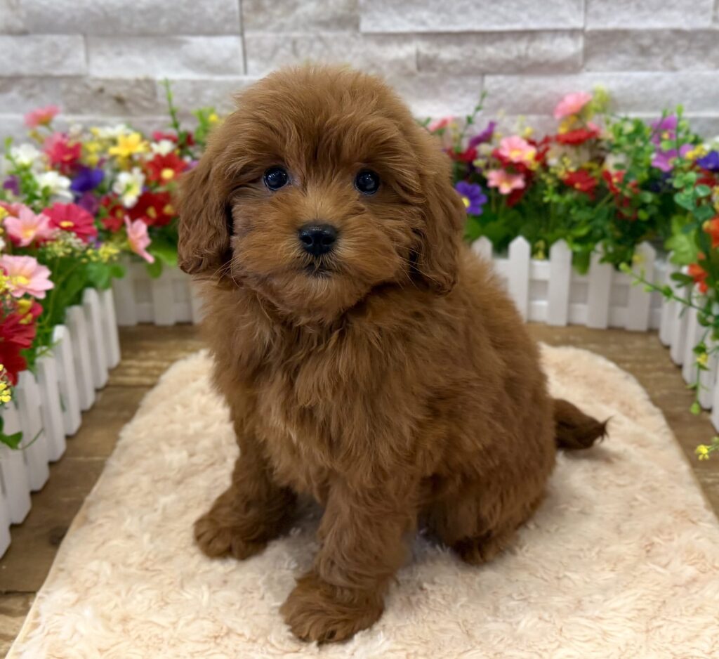 Poodle Mini/Goldendoodle Mini - 4960 - Image 1