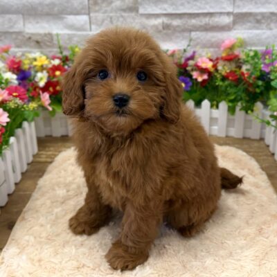 Muffin Goldendoodle Mini 2nd Gen