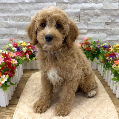 Dune Goldendoodle Mini 2nd Gen