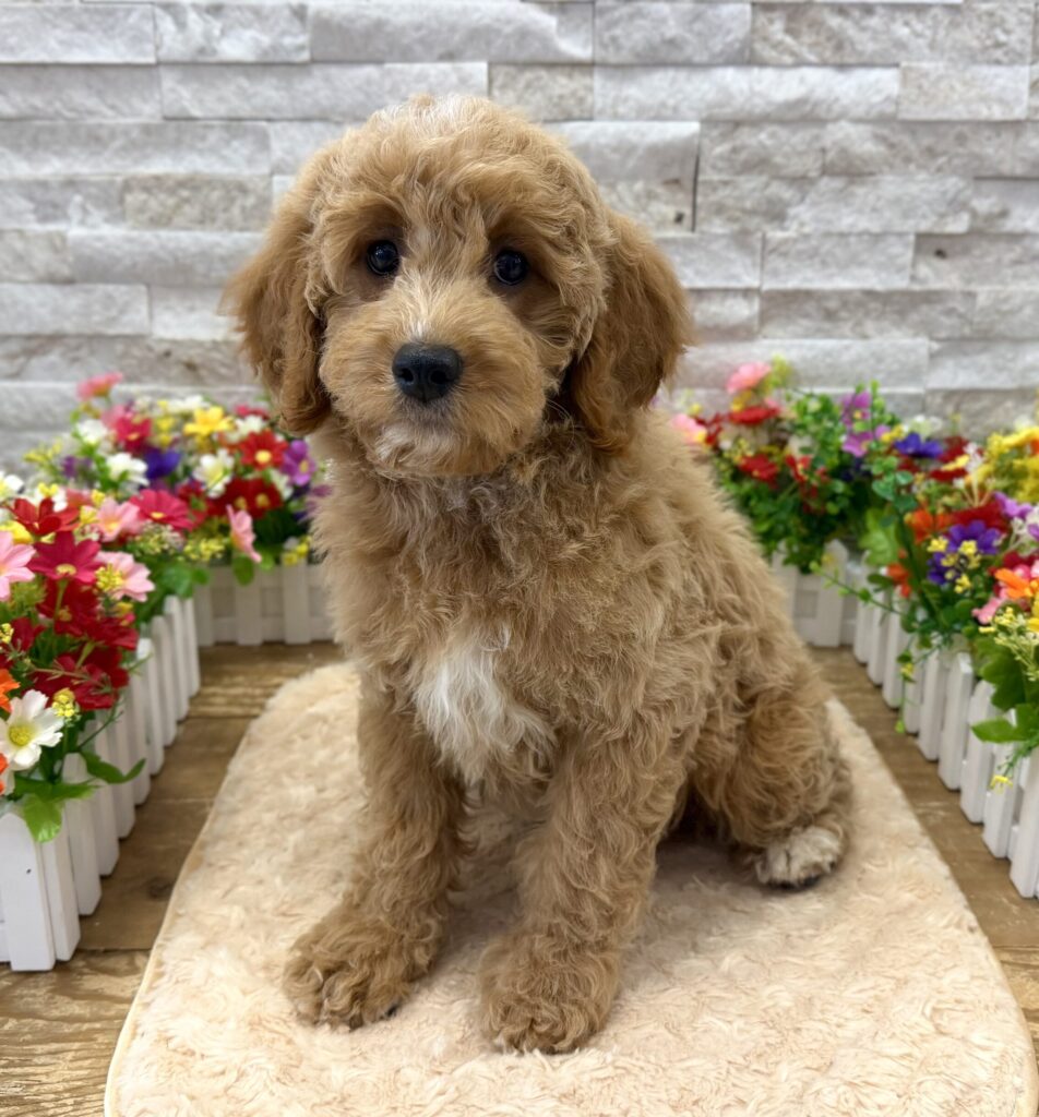 Poodle/Goldendoodle Mini - 7276 - Image 1