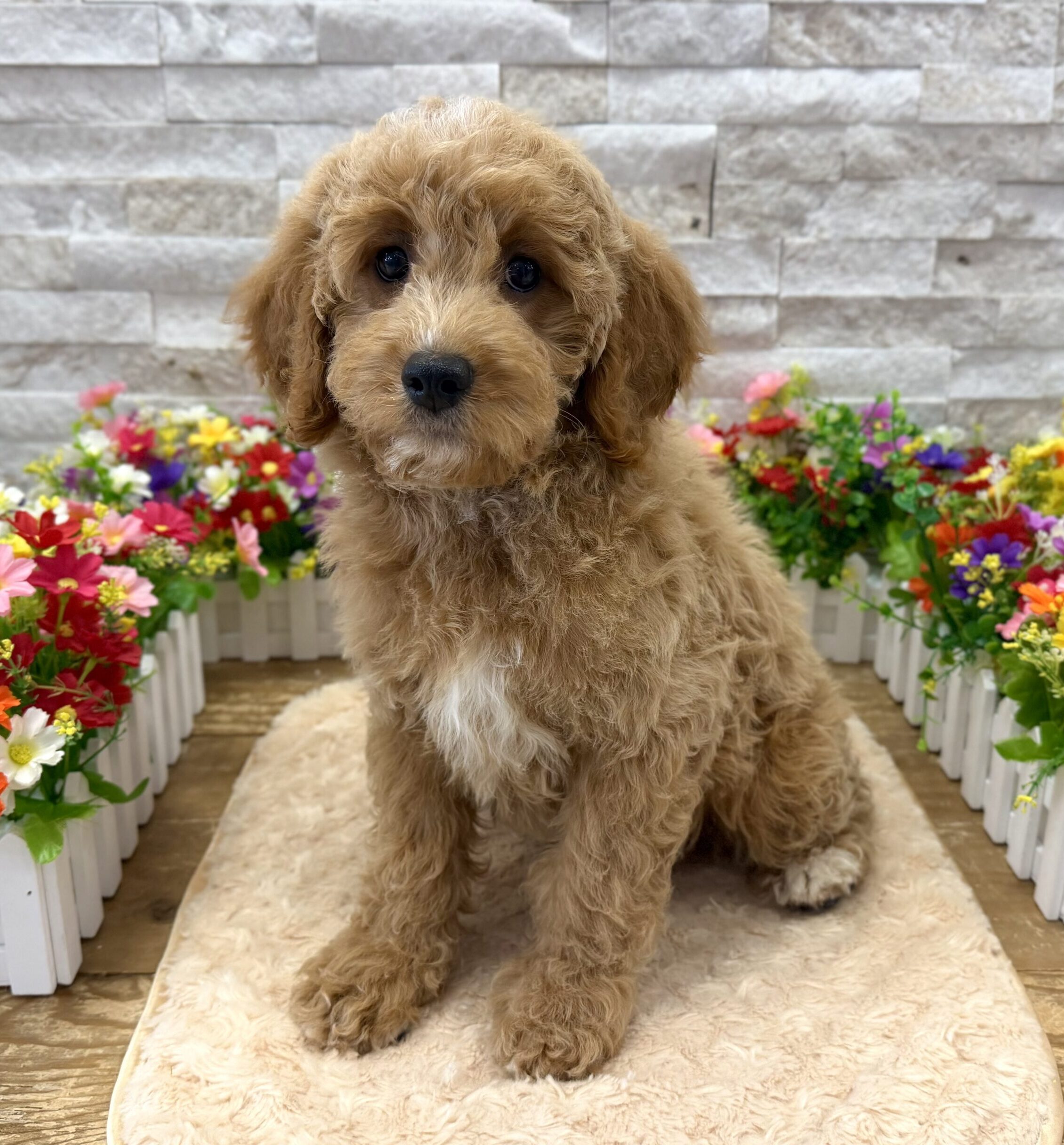 Poodle in Long Island, NY