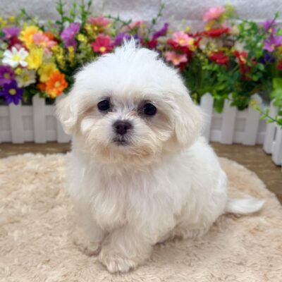 Skipper Malshipoo