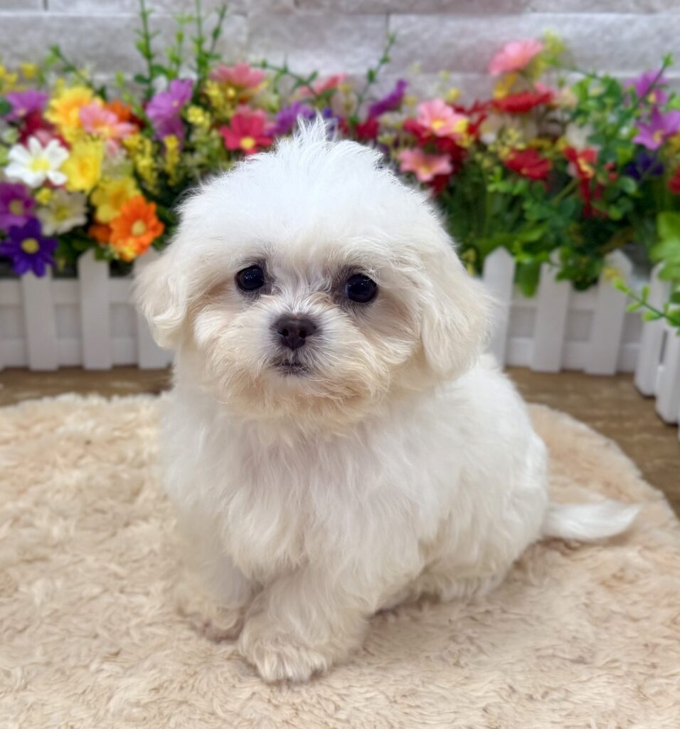 Malshipoo - 5569 - Image 1