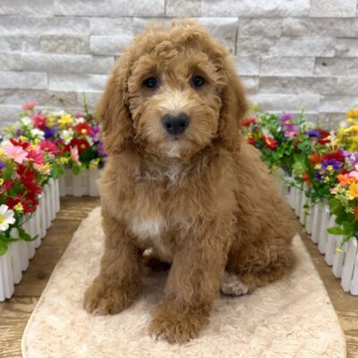 Cruz Goldendoodle Mini 2nd Gen