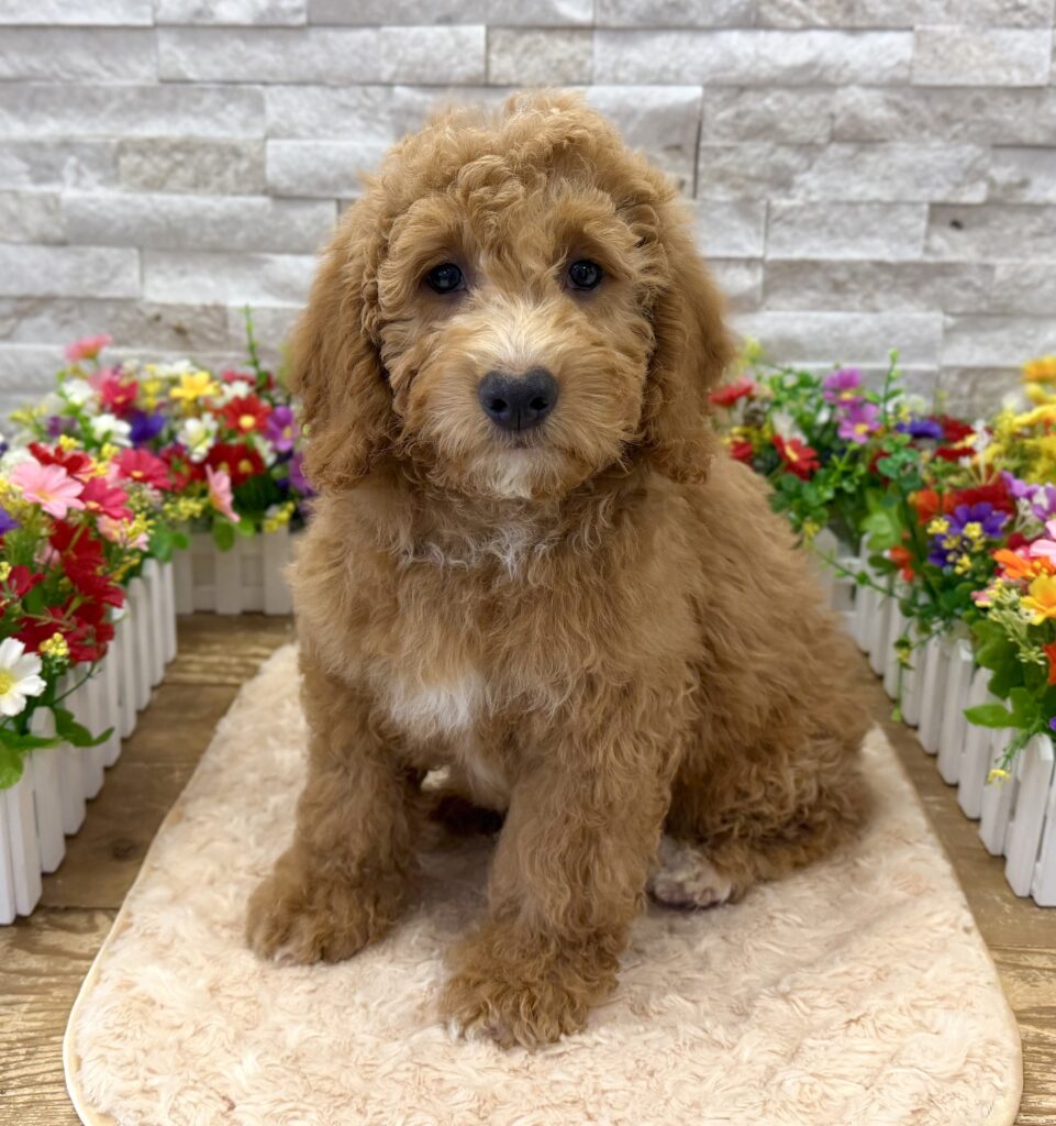 Poodle/Goldendoodle Mini -7250 - Image 1