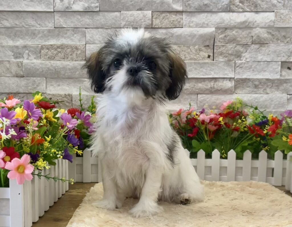 Shih Tzu - 5178 - Image 1