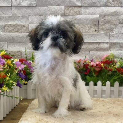 Faye Shih Tzu