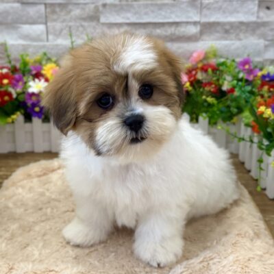 Eleanor  Zuchon (Teddy Bear)