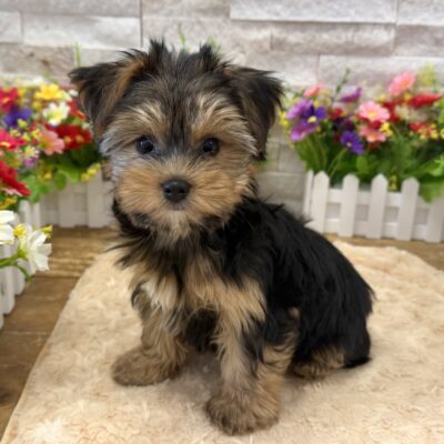 Ariel Yorkshire Terrier