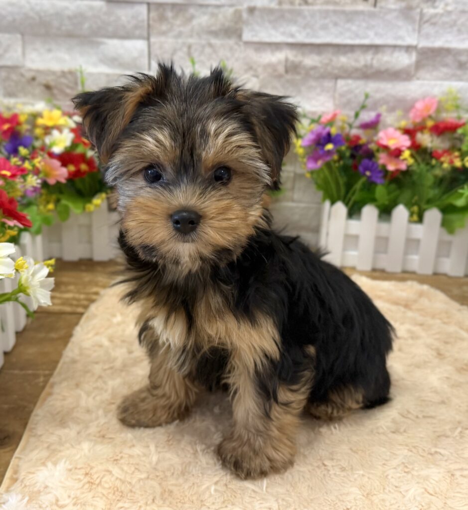 Yorkshire Terrier - 6720 - Image 1