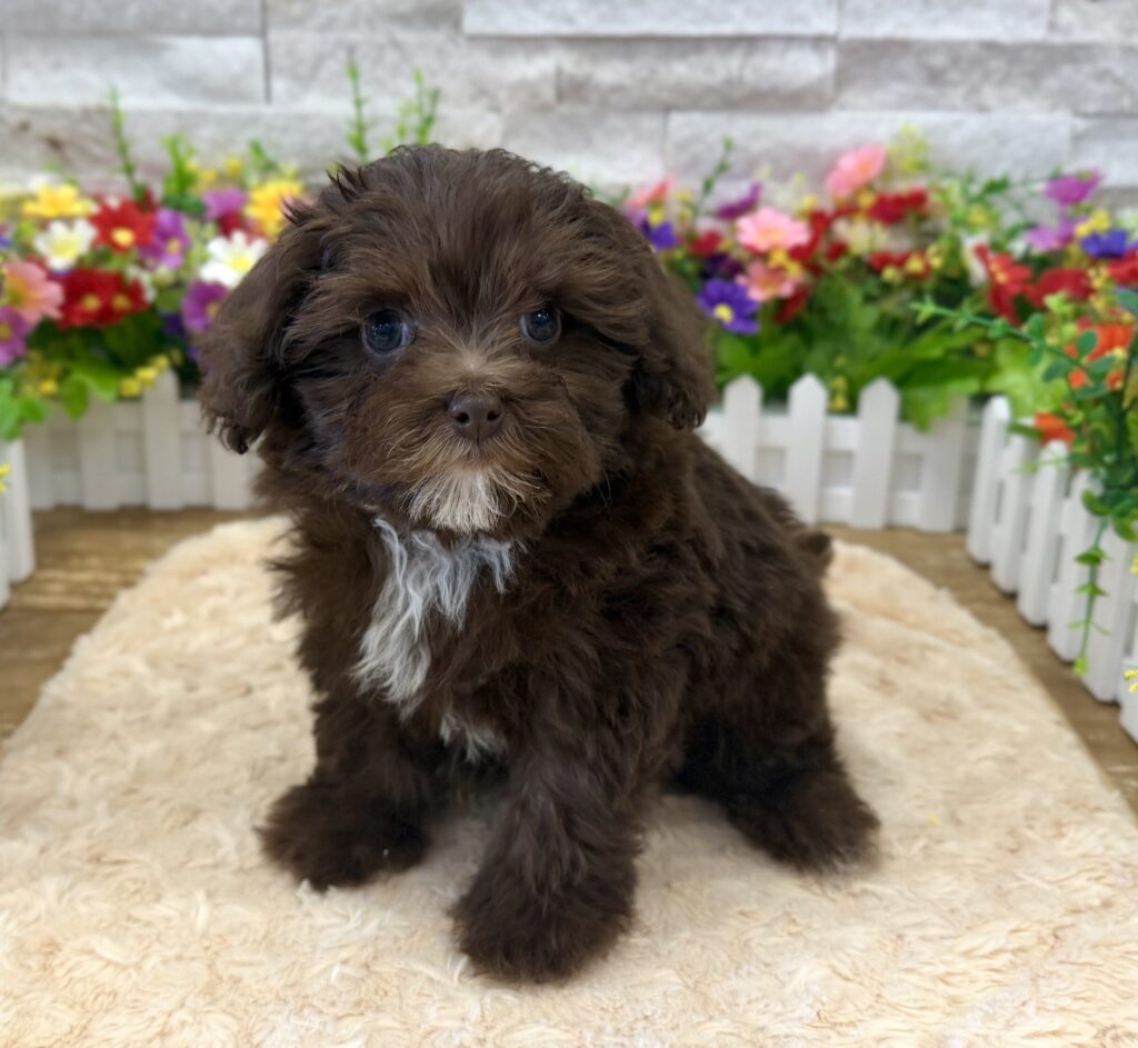PomAPoo - 0219 - Image 1
