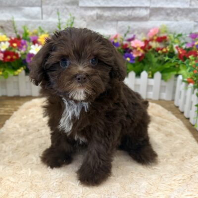 Allie  PomAPoo
