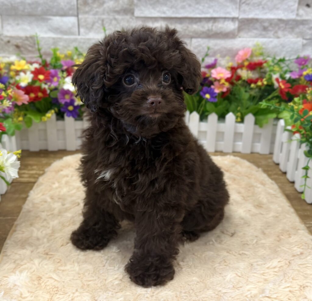 Cavapoo -9722 - Image 1