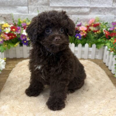 Coco  Cavapoo