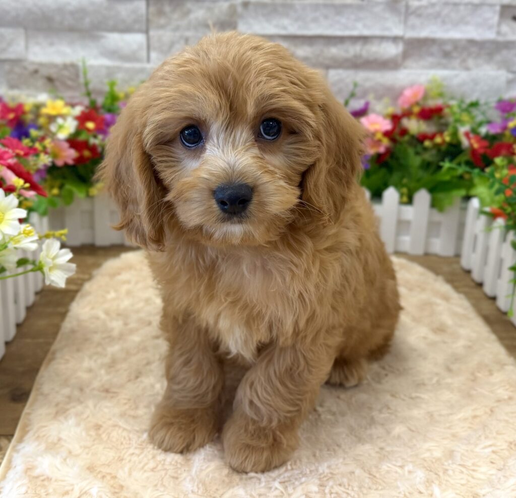 Cavapoo - 0188 - Image 1