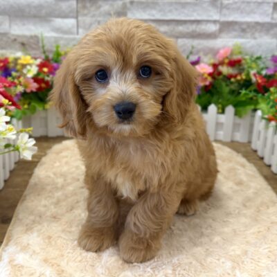 Nathan Cavapoo